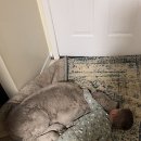 송아지집 이미지