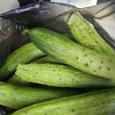 보광팜 | 올해 오이 수확량, 이렇게 달라질 줄 몰랐습니다