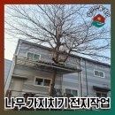 음봉로681번길 | 아산 나무 가지치기 전지작업 후기