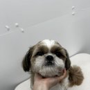 댕그리몽 이미지