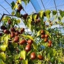 이장우농장 이미지