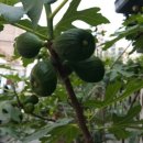 만두품은칼국수 이미지