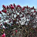 봄동산을 우아하게 장식하는 목련(木蓮 Magnolia) 이미지