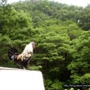기분좋은닭 이미지