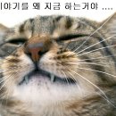 피자마트 이미지
