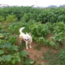 김선욱 농장 네이버블로그