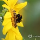 사자벌농장 연합뉴스