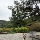 이불 속 댕댕이 | [양평 애견 동반 숙소] 풀 좋아하는 댕댕이랑 가기 좋은 10월에 국립산음자연휴양림 다녀온 후기