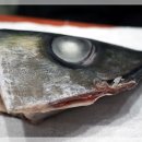 웃는돌 참치 이미지