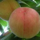 월미농장 이미지