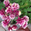 다락골농장 이미지