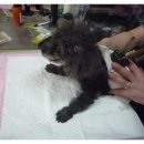 엄마손 동물병원 이미지