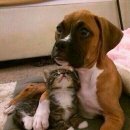 개와고양이 이미지
