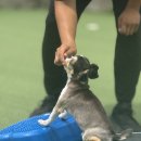 소풍애견호텔 | 무더운 여름, 물놀이가 가능한 김포애견호텔 &amp; 유치원 찾는다면 어스독!
