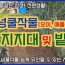 지지대에 키우는 넝쿨작물! 줄기마, 애플수박, 작두콩, 오이 덩쿨식물 키우기 이미지