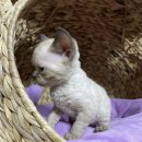 난니꼬양 이미지