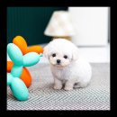 유앤미펫 강아지분양 고양이분양 용인점 이미지