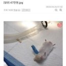 24시 애니동물병원 이미지