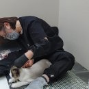 무릎 위의 고양이 무냥 이미지
