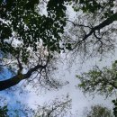 세종동_전월산 무궁화 테마공원 이미지