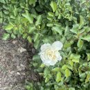 가족소풍 | 도심 속 초록빛 힐링, 대전 한밭수목원 주말 나들이 후기 (데이트·가족소풍 강추)