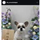 더 아름답개 이미지