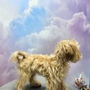 오늘도 예쁘개 | 동탄에서 믿고 맡긴 반려견 미용 후기, 오늘도예쁘개 방문기