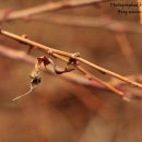 애벌레