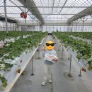 경기도 광주 아딸농장 딸기따기 체험 후기 아이와 함께 달콤한 하루(내돈내산)