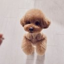 쿨한 강아지 이미지