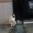 나만 빼고 다 있던 고양이 유기묘 입양 후기 (부제 : 우리집도 이제 떼껄룩 있다!ㅋ)