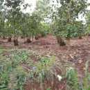 김영기 농장 이미지