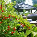 앵두나무우물가에 이미지