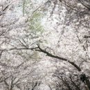 장안벚꽃길 이미지