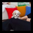 유앤미펫 강아지분양 고양이분양 시흥점 이미지