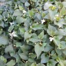 왕벌농장 이미지