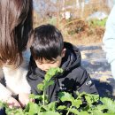 11월 22일 무를 뽑고 왔어요 * 동물 뽑기 게임 이미지