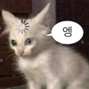 지월드투어앤에어주 | 1년 안에 결혼준비 (25) 청첩장 결정 최종의 최종의 최종.jpg - 바른손카드 트럼프 카드 청첩장 (Dance...