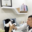 기아치과병원 | 초읍동 동물병원 고양이 지방간 원인 보호자 80%가 초기에 놓칩니다