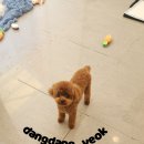 애견미용실 티스토리