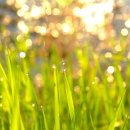 아침이슬 이미지