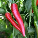 엄마농원 이미지