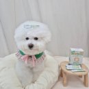 루이바이오 | 장이 약한 강아지가 정착한 유산균! 강아지 유산균 추천 &amp; 솔직후기