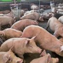 내장농장 이미지