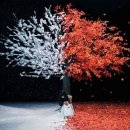 Weekly Aimer 2016년 11월 7일 ~ 11월 15일 (라인 라이브 예고!!)
