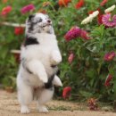 라임레이디 | 강아지분양 부산 기장군 일광읍 라임레이디 셀티 위치 가격 후기