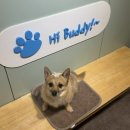 털로덮인 친구들 커먼그라운드점 | [건대/광진구] 힙한 커먼그라운드 속 귀여운 애견카페! <도리앤도리스(Dori&amp;Doris)>