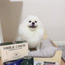 스마일덴탈 | 테일스마일 스마일츄 눈&amp;관절건강 강아지덴탈껌 후기