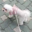 [병원 일기] 메이치과동물병원에서 리찌 이빨 탈탈 턴 후기