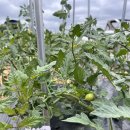 매네농장 이미지